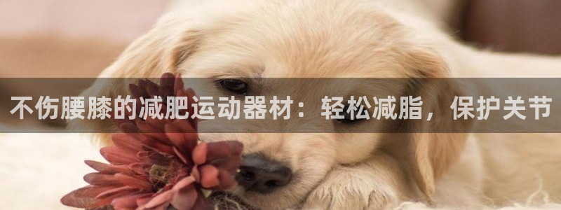 意昂集团官网：不伤腰膝的减肥运动器材：轻松减脂，保护